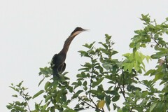 Ixobrychus flavicollis