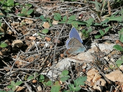 Polyommatus thersites