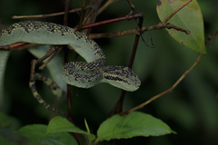 Craspedocephalus malabaricus