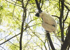 Propithecus verreauxi