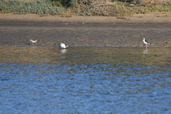 Egretta garzetta garzetta