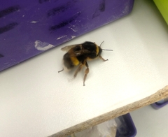 Bombus terrestris