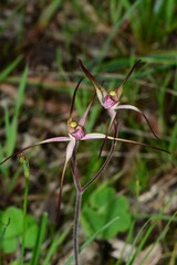 Caladenia versicolor