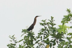 Ixobrychus flavicollis