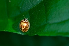 Psyllobora subsimilis