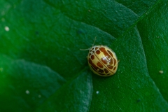 Psyllobora subsimilis