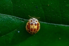 Psyllobora subsimilis