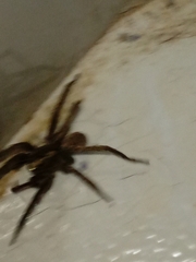 Lycosinae