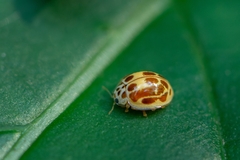 Psyllobora subsimilis