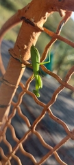 Miomantis caffra