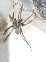 Lycosinae