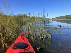 Schoenoplectus tabernaemontani
