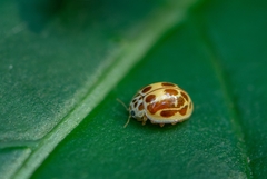 Psyllobora subsimilis