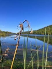 Schoenoplectus tabernaemontani