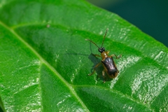 Lemini