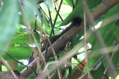 Callosciurus caniceps