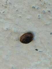 Xerotricha conspurcata