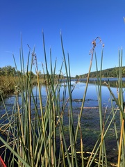 Schoenoplectus tabernaemontani