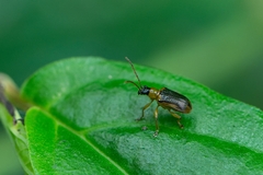 Lemini