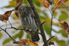 Glaucidium passerinum