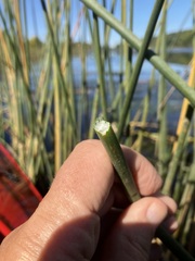 Schoenoplectus tabernaemontani