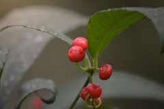 Ardisia cornudentata