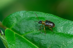 Lemini