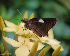 Notocrypta paralysos