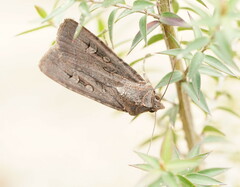 Agrotis infusa
