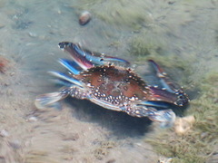 Portunus pelagicus