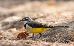 Motacilla flaviventris