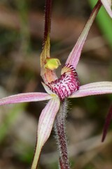 Caladenia versicolor