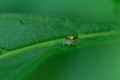 Plagiometriona constricta