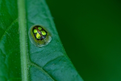 Plagiometriona constricta