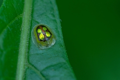 Plagiometriona constricta