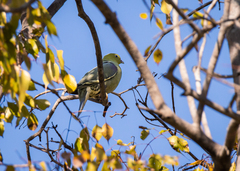 Treron australis