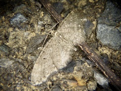 Larentiinae