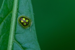 Plagiometriona constricta