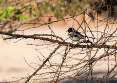 Copsychus albospecularis