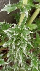 Carduus acanthoides