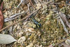 Traulia azureipennis