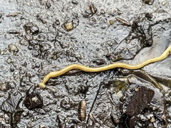 Diversibipalium multilineatum