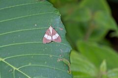 Nyctemera lacticinia