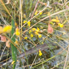 Utricularia bifida