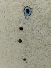 Xerotricha conspurcata