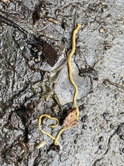 Diversibipalium multilineatum