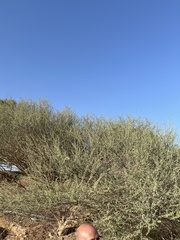 Vachellia tortilis