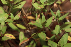 Gonocarpus acanthocarpus