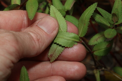 Gonocarpus acanthocarpus