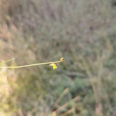 Utricularia bifida